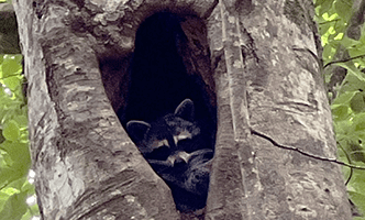 928 Fir Ln PhotoGallery thb 1