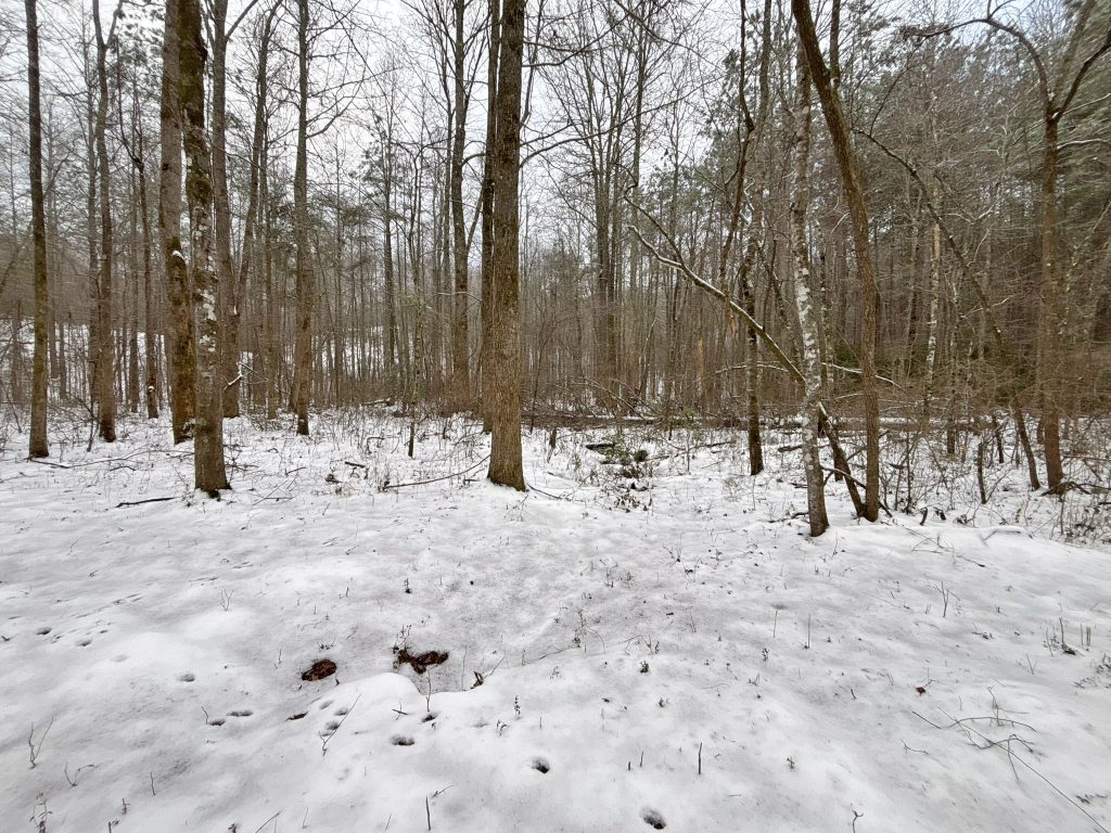 IMG 0499