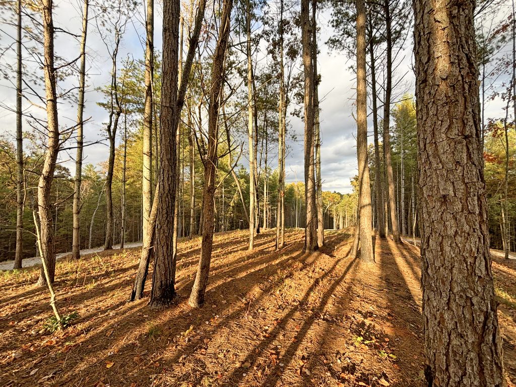 Lot 1 Mount Springer Rd Ellijay GA 13