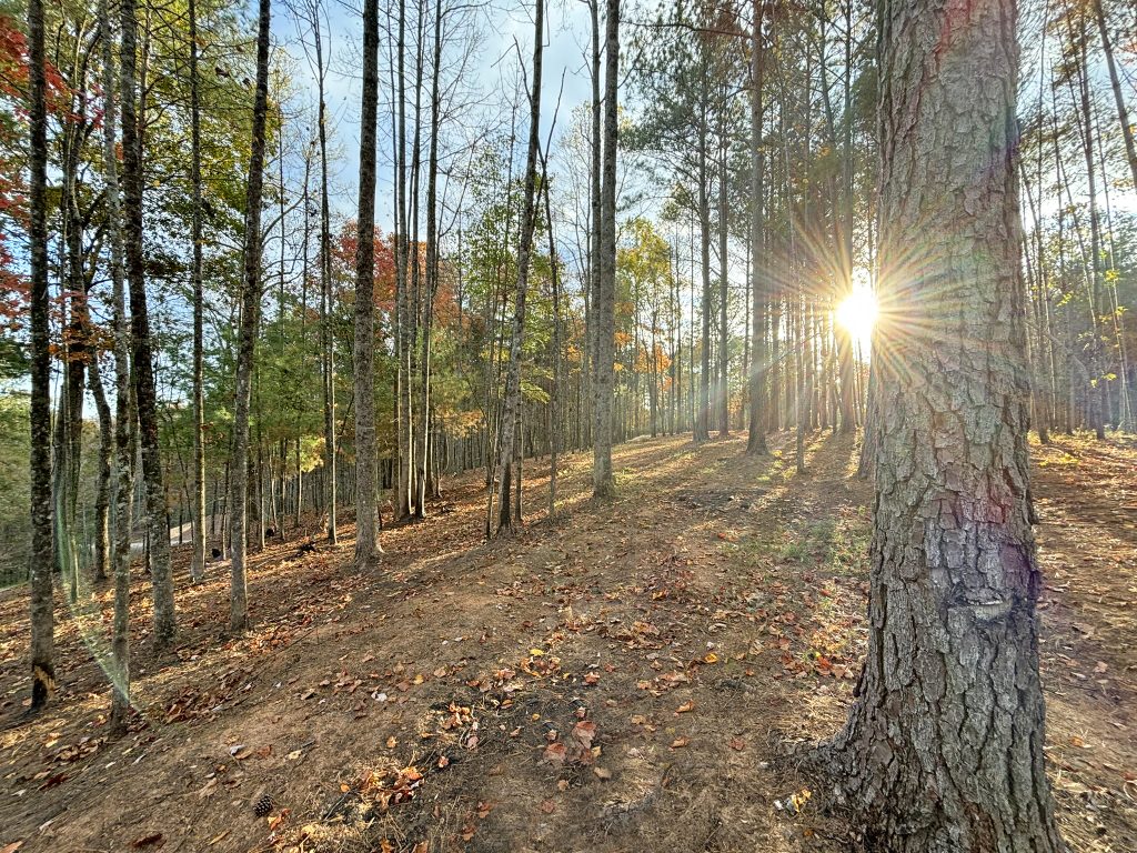 Lot 1 Mount Springer Rd Ellijay GA 15