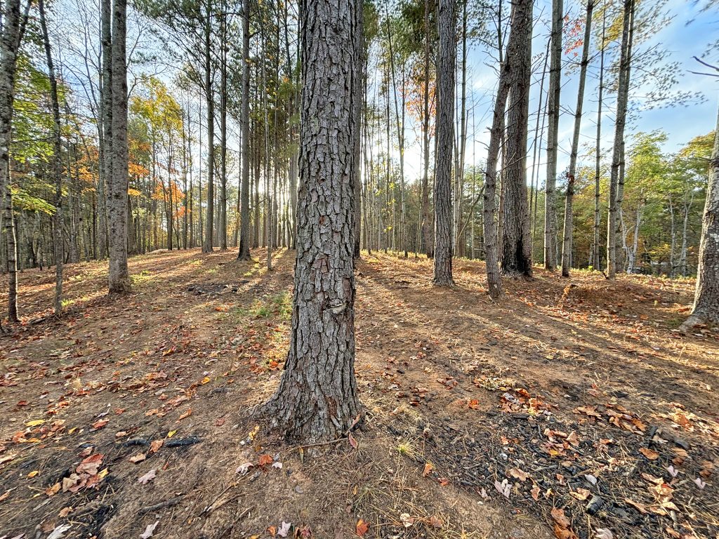 Lot 1 Mount Springer Rd Ellijay GA 16