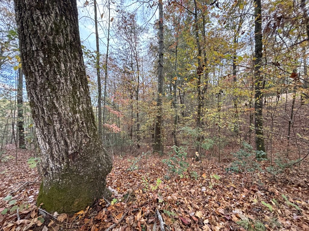 Lot 1 Mount Springer Rd Ellijay GA 22