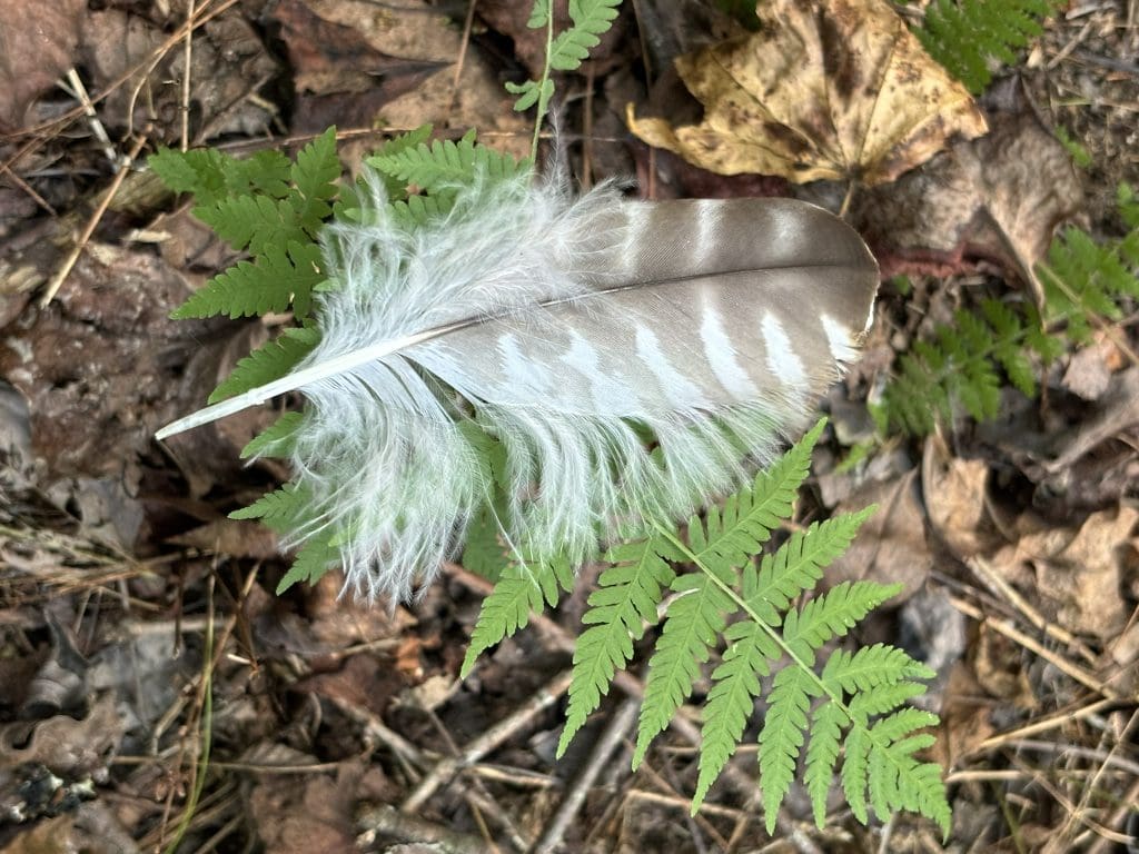 Lot 6 Mt Springer Rd 10