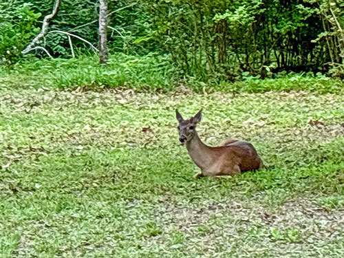 Spiva Cove gallery thb